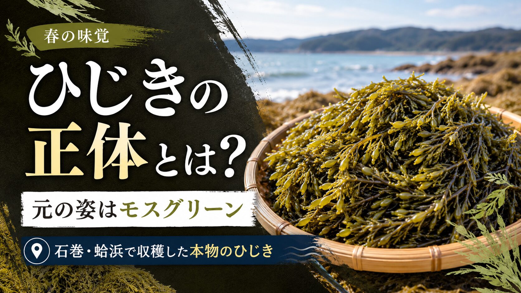 モスグリーン色をしたひじきの元の姿。石巻・蛤浜で収穫した本物のひじき