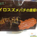キイロスズメバチの唐揚げ キイロスズメバチ